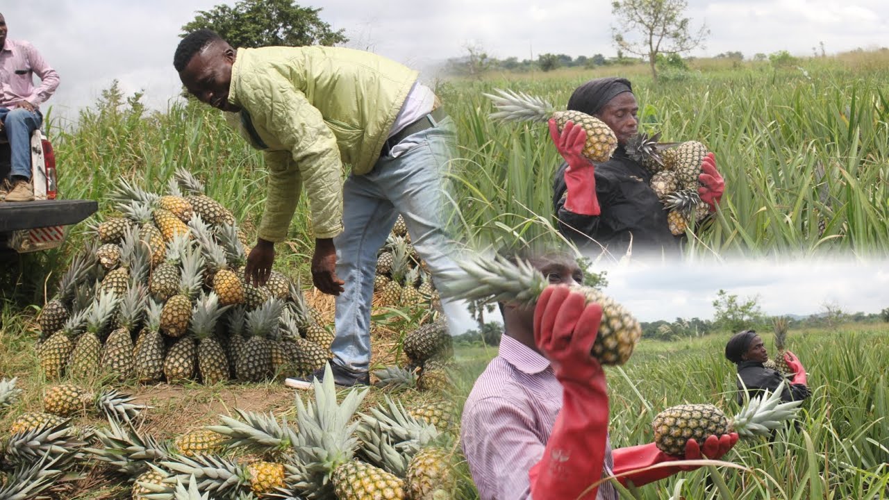 A Pineapple Harvesting Experience Youtube