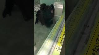 第5波越え💛①チンパンジー・モコイチくん★こっちを見てくれた・Chimpanzee・・・沖縄こどもの国・Okinawa Zoo \u0026 Museum(20210929)