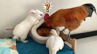 So funny! The rooster suspected that the cat was dead! The rabbit and the duck rescued the cat!