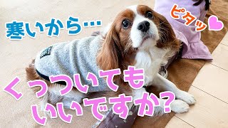 【キャバリア】寒くなるとくっつき虫になるキャバリアが可愛すぎる♪