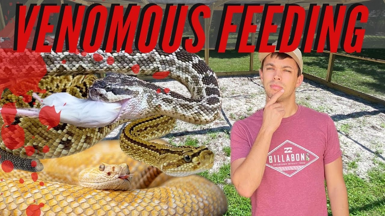 Venomous Snake Feeding Youtube