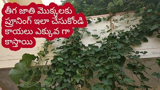 Thiga jaathi mokkalaku ela pruning cheyyandi తీగ జాతి మొక్కలకు ఇలా ప్రూనింగ్ చేసుకోండి