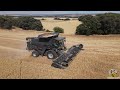 fendt ideal 8pl combine. harvesting wheat