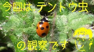 テントウ虫の観察