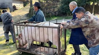 实拍农村杀猪现场 退伍特种兵徒手与猪大战3回合 画面惊险又刺激