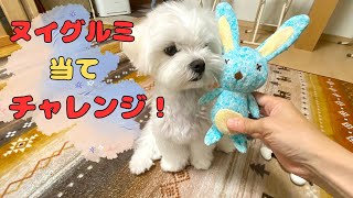 【やってみた】ぬいぐるみの名前を呼んで正解を当てられるかやってみた【マルチーズ】