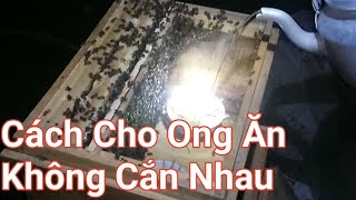 Cách Cho Ong Mật Ăn Chống Đói Vào Lúc Nào Hợp Lý Nhất, Cho Ong Ăn Buổi Tối