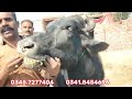 ظفرعلی بلوچ 404گ ب 3ٹاپ بھینسیں فروخت07مارچ pure neli nili ravi buffalo for sale on eitfaaq