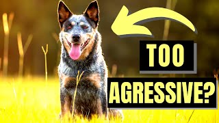7 Most Common Blue Heeler Myths Debunked