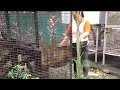 wild life rescue center in the Philippines 2023 sun_v_tv