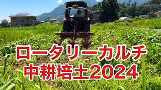 大豆の中耕培土2024年夏