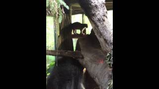 Clouded Leopard at Toronto Zoo