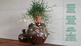 Dendrobium acerosum (덴드로비움 아세로섬)