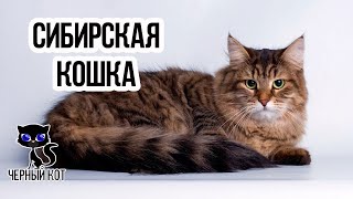 ✔ Сибирская кошка – русская красавица с роскошной шерстью и отлично развитым охотничьим инстинктом