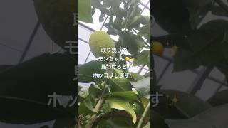 剪定作業のアルアル😆☝️枝と枝の間には取り残しのレモン🍋‼️大きく育ってます（笑）👍