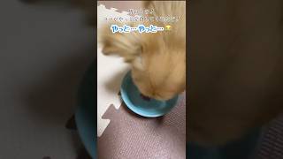 皆のもの！ココがついに完食だぁ！！#shorts #short #黒猫#ショート #犬 #猫　#チワワ #マルチーズ #dog #cat #マルチーズ大好き #愛犬 #犬のいる生活 #pets #癒し