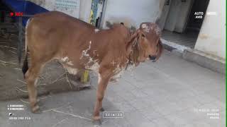 #(ગીર વાછરડી 🐄🐄રાજકોટ *ગુજરાત )#