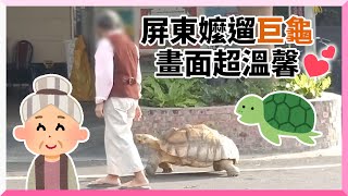 「巨龜跟班」暖心陪嬤散步　路人巧遇超興奮｜寵物｜烏龜｜屏東｜精選影片