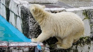 ポロロも出来た壁登り〜Finally climb,Polar Bear cub