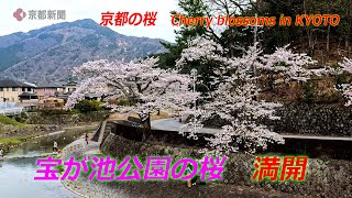 京都市左京区・宝が池公園の桜【京都の桜・4K動画】（2024年4月6日　京都市左京区）The cherry blossoms at Takaragaike Park are in full bloom