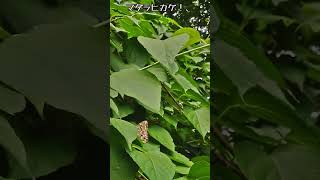 マダラヒカゲ！、【ある風景】 #未来遺産 #butterfly #そこにある自然 #昆虫 #いきもの #ダボさんtv #insects #蝶#マダラヒカゲ