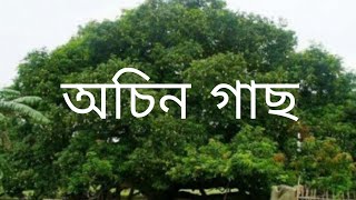 অচিন গাছ * Achin tree* Altab Mahmud Roton*