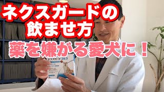 ネクスガードの飲ませ方｜薬を嫌がる犬の飼い主さんも必見！