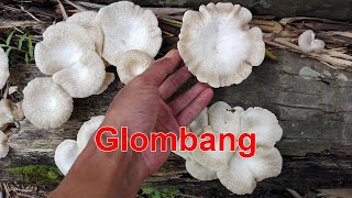 Glombang (Lentinus squarrosulus)