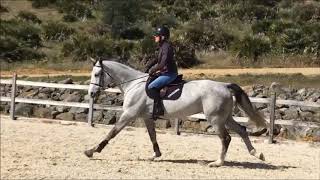 Amore, 7 y/o mare by Arko III - Indorado