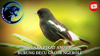 Suara Burung Decu Di Alam Liar