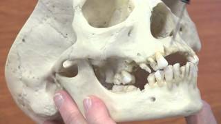 Facial Bones