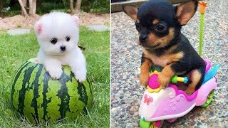 Baby Dogs 🔴 Cute and Funny Dog s Compilation #13 | 30 Minutes of Funny Puppy s 2