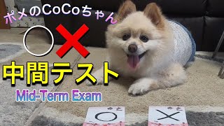 🐶◯❌中間テスト・◯どっち？ポメのCoCoちゃん。【ポメラニアン】小型犬・癒し犬動画・ポメのCoCo