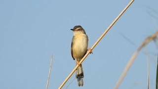 Plain Prinia (Prinia inornata)