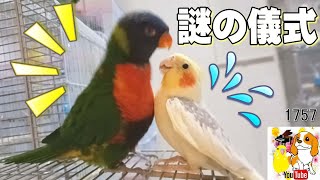 仲良しインコの謎の行動！なにしてるの？オカメインコ＆ゴシキセイガイインコ #1757