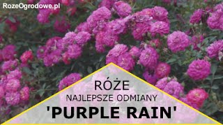 Róża okrywowa 'Purple Rain'®