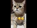 【猫動画】猫の表情チャレンジが可愛すぎます＃short＃cat＃고양이