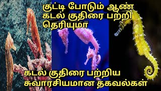 Sea horse tamil details|குட்டி போடும் ஆண் கடல் குதிரை பற்றி உங்களுக்கு தெரியுமா?