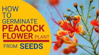 HOW TO GERMINATE PEACOCK FLOWER PLANT FROM SEEDS/Pride of barbados/krishnachura plant ka propagation