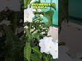 🌱🌸🌱Flowering plant Nag Champa /How to get more flowers in Plumeria Pudica #aadishkiduniya #shorts