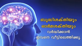 ബുദ്ധി ശക്തിയും ഓർമശക്തിയും വർധിപ്പിക്കാൻ ഇവനെ വീട്ടിലെത്തിക്കു ....