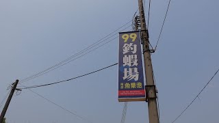 3小時700  裡面居然有大公蝦?!  你相信嗎??  #國寶#99釣蝦場#台湾のエビ釣り #Taiwanshrimpfishing #대만새우낚시