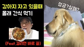 [긴장감100%]리트리버 강아지 잘때 몰래 간식 먹어보기! 걸리면 바로 끝!!