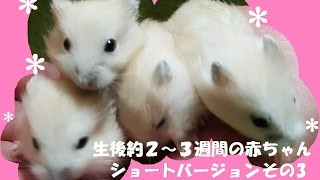 生後約２～３週間のハムスターの赤ちゃん 　その3　Hamster babies