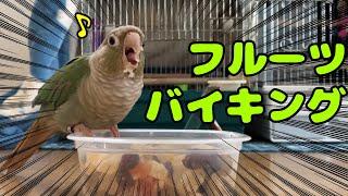 ウロコインコのおやつ・フルーツ（Green Cheek Conure eating fruit）