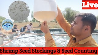 Shrimp Seed Stockings \u0026 Seed Counting || सफेद झींगा पालन|| Vannamei Shrimp||