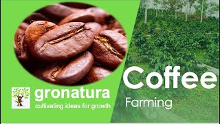 coffee farming