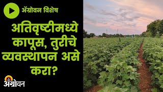 Crop मध्ये Water साचून पाने पिवळी पडून पिकाची वाढ खुंटली आहे ?  | ॲग्रोवन| Agrowon