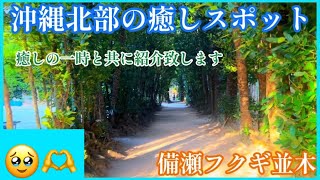 備瀬フクギ並木🌺琉球の風が送る🎙癒しの一時🌺沖縄北部でリフレッシュ！のんびりしたい方におすすめ🌺沖縄北部観光🌺おすすめスポット🌺沖縄旅行　ひとり旅　カップル　家族旅行にも◎冬もおすすめ