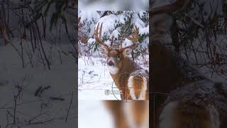 How to Hunt a Deer in Saskatchewan | Hunting Tips #HuntSask #hunting #deerhunting